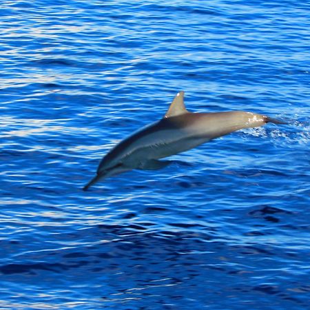 Blue Wave Hotel Maldives- Same Sea, Same Sand Same Sun Like Resorts Kudahuvadhoo Luaran gambar